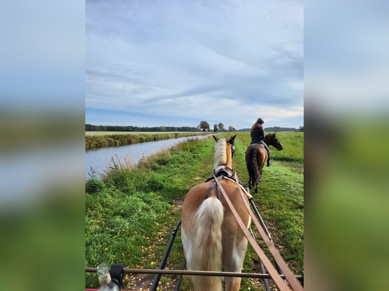 Spanish Sporthorse Mix Gelding 8 years 16 hh Brown in Beelen