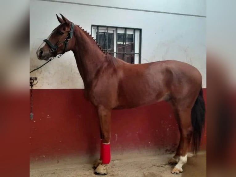 Spanish Sporthorse Gelding 8 years 16,1 hh Grey in Sabadell Spanish Sporthorse Gelding 8 years 16,1 hh Grey in Sabadell