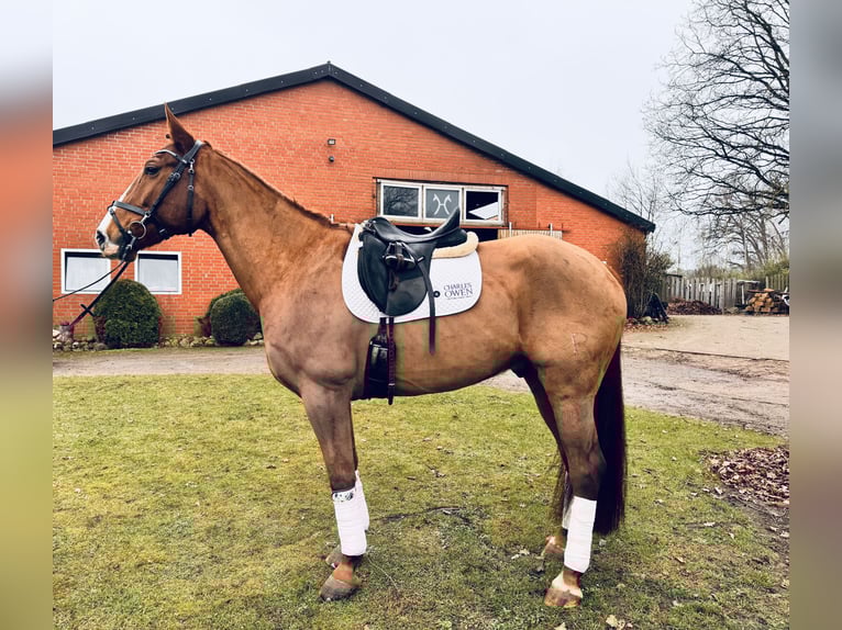 Spanish Sporthorse Mix Gelding 8 years 16,2 hh Chestnut-Red in Gödenstorf
