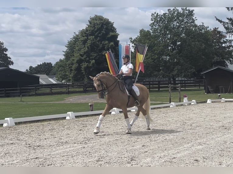 Spanish Sporthorse Gelding 8 years 16,2 hh Palomino in St.Vith