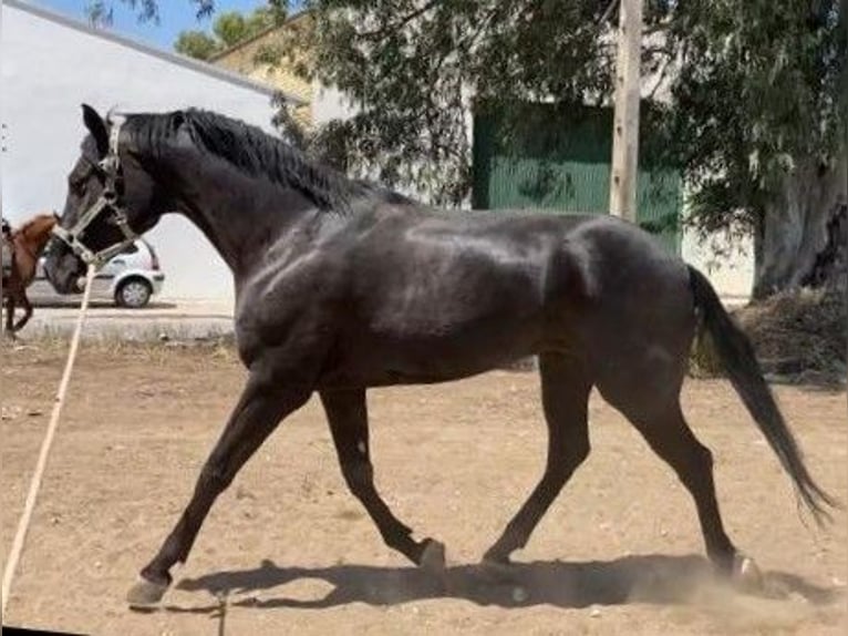 Spanish Sporthorse Mix Gelding 9 years 15.2 hh Black in Sevilla
