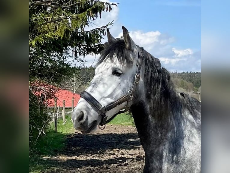 Spanish Sporthorse Gelding 9 years 15.2 hh Grey in TutzingTutzing