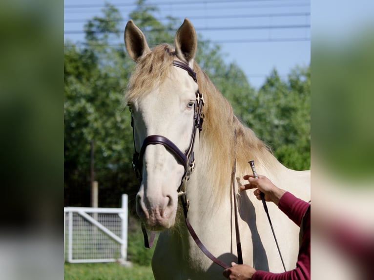 Spanish Sporthorse Gelding 9 years 16.2 hh Cremello in Portogruaro
