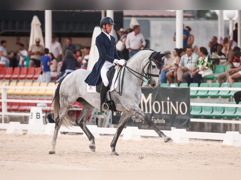 Spanish Sporthorse Gelding 9 years 16.2 hh Grey in Silleda (Casco Urbano)