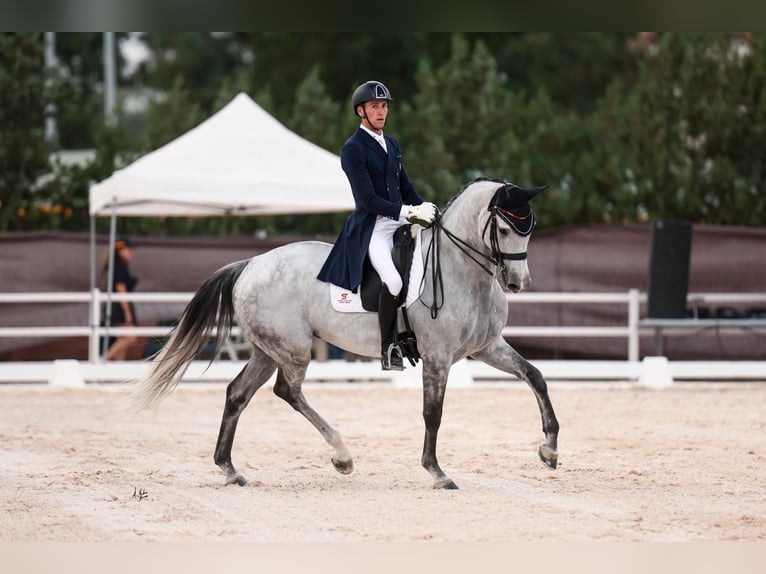 Spanish Sporthorse Gelding 9 years 16.2 hh Grey in Silleda (Casco Urbano)