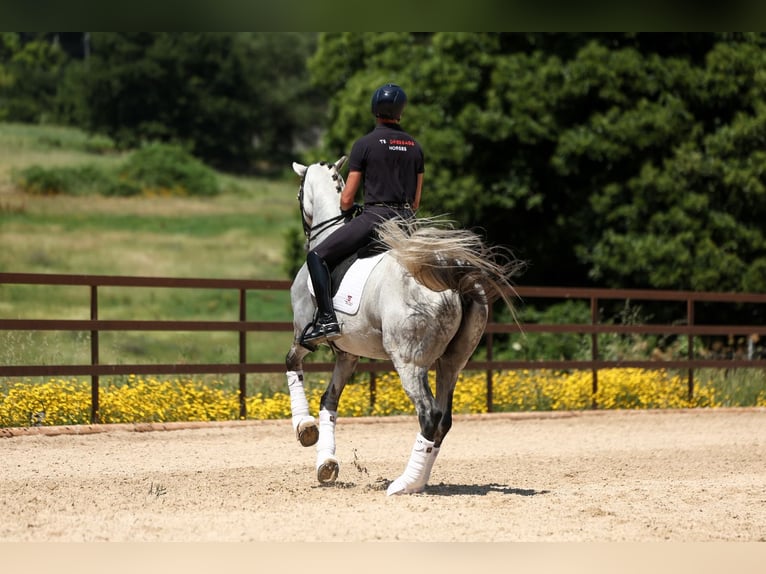 Spanish Sporthorse Gelding 9 years 16.2 hh Grey in Silleda (Casco Urbano)
