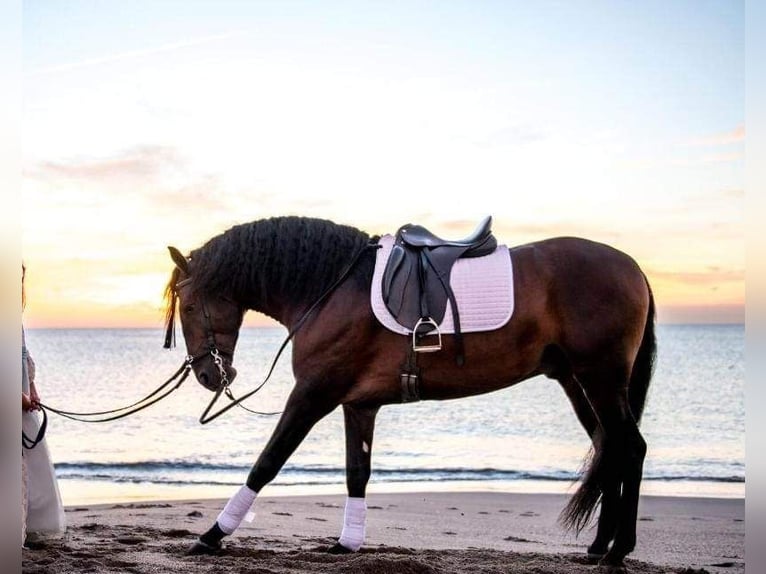 Spanish Sporthorse Gelding 9 years 16 hh Bay-Dark in La Genevraye