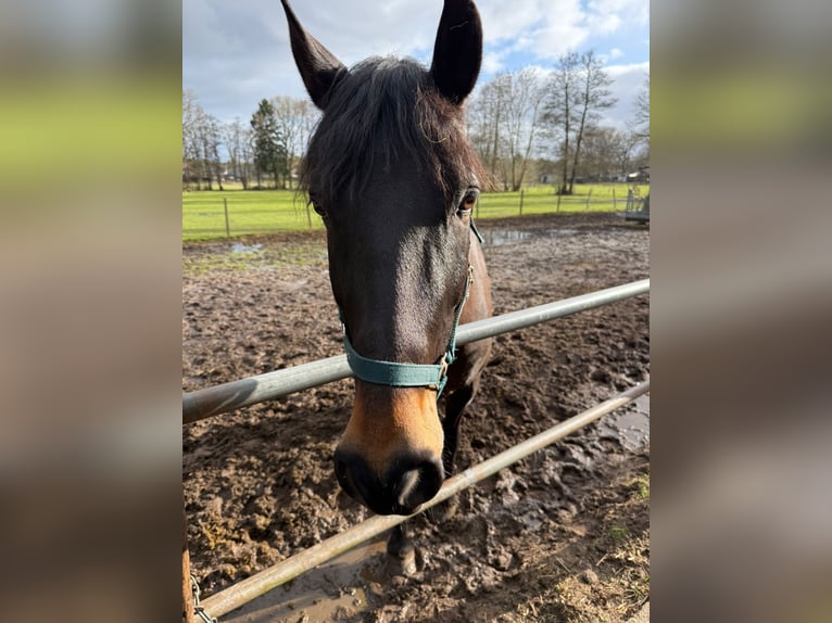 Spanish Sporthorse Gelding 9 years 16 hh Bay-Dark in KönigsmoorKakenstorf
