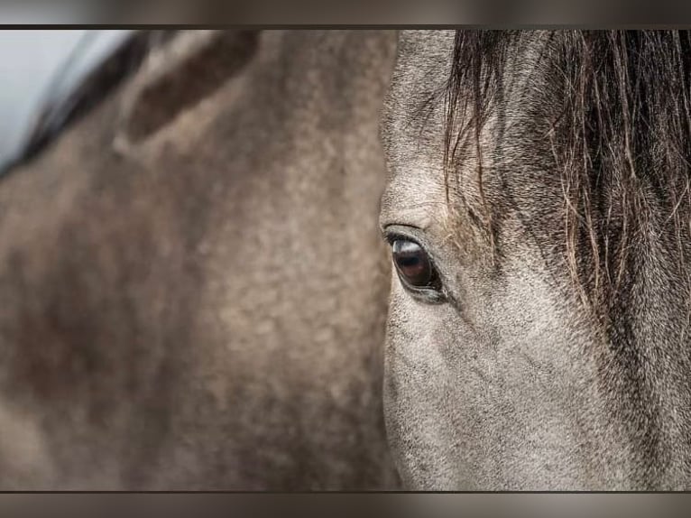 Spanish Sporthorse Gelding 9 years 16 hh Dun in Aldrans