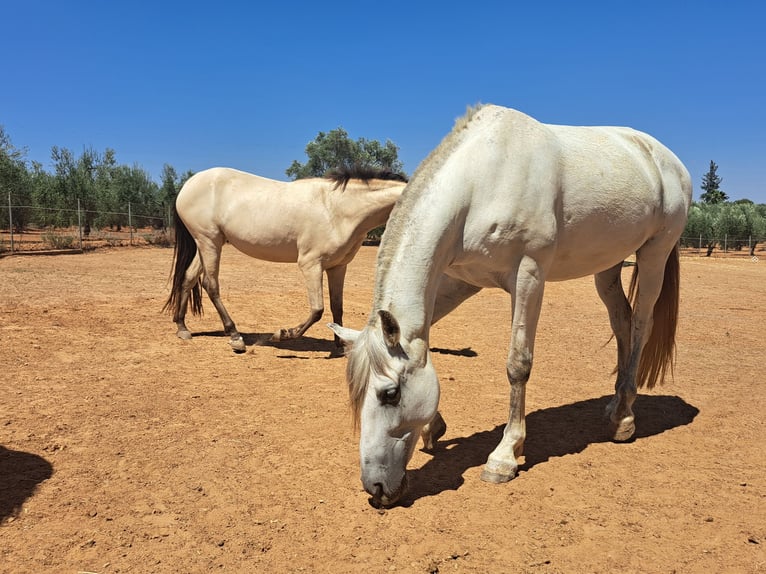 Spanish Sporthorse Mix Gelding 9 years 16 hh Gray in Almonte