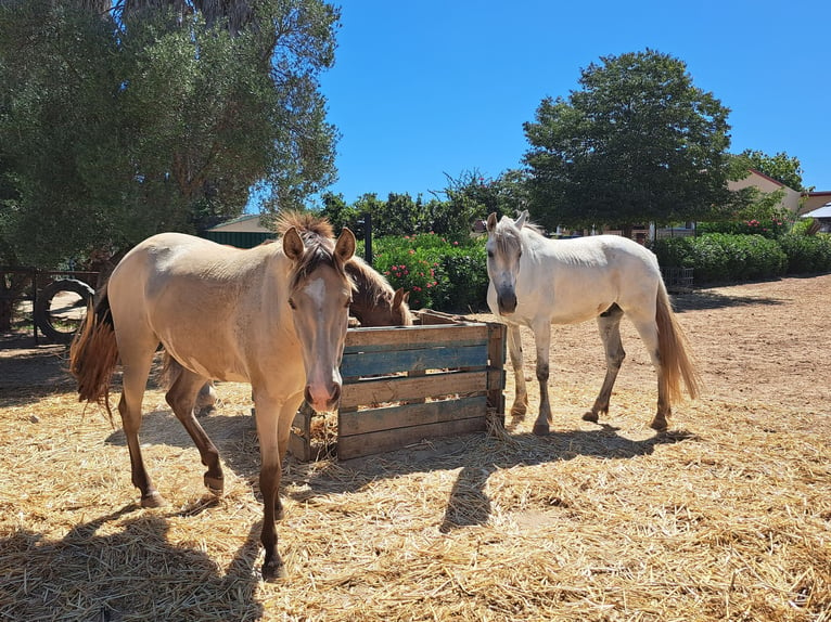 Spanish Sporthorse Mix Gelding 9 years 16 hh Gray in Almonte