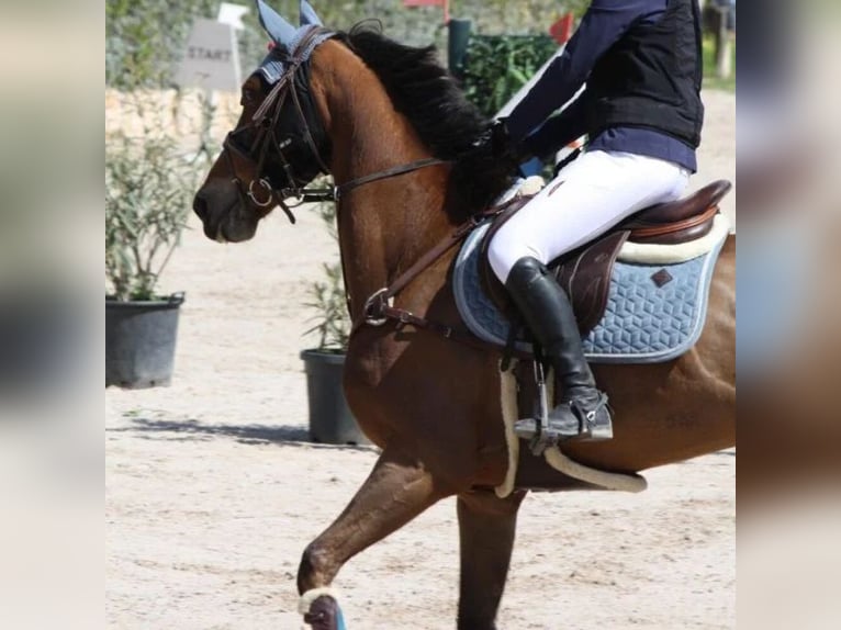 Spanish Sporthorse Gelding 9 years 16 hh in Sabadell Spanish Sporthorse Gelding 9 years 16 hh in Sabadell