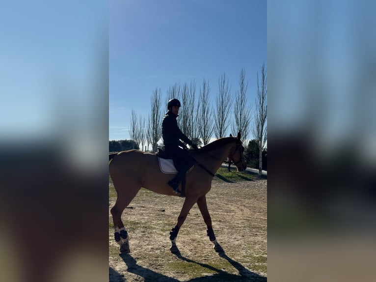 Spanish Sporthorse Gelding 9 years 16,2 hh Chestnut-Red in Madrid
