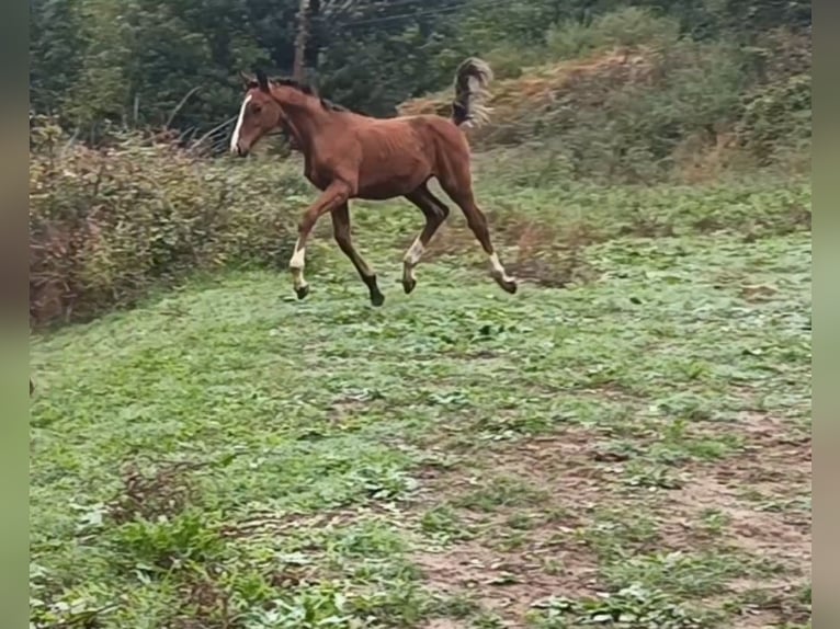 Spanish Sporthorse Gelding Foal (01/2024) in Arenas de San Pedro