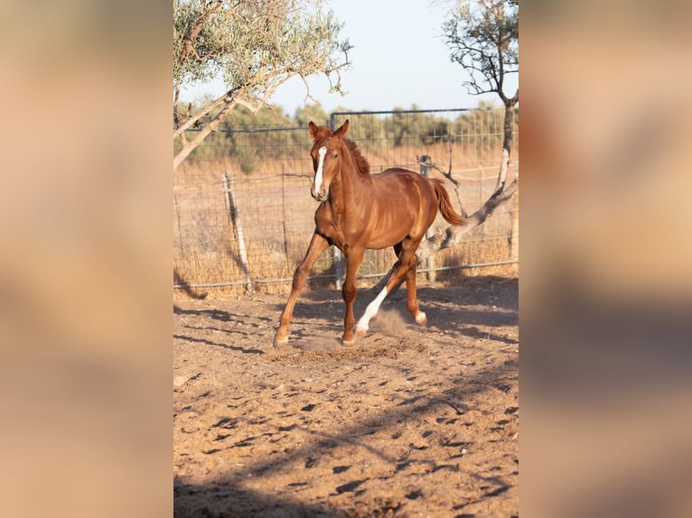 Spanish Sporthorse Gelding Foal (01/2025) in Bencarron (Utrera)