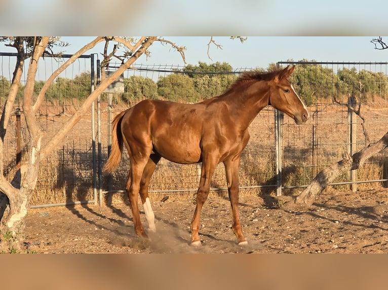 Spanish Sporthorse Gelding Foal (01/2025) in Bencarron (Utrera)