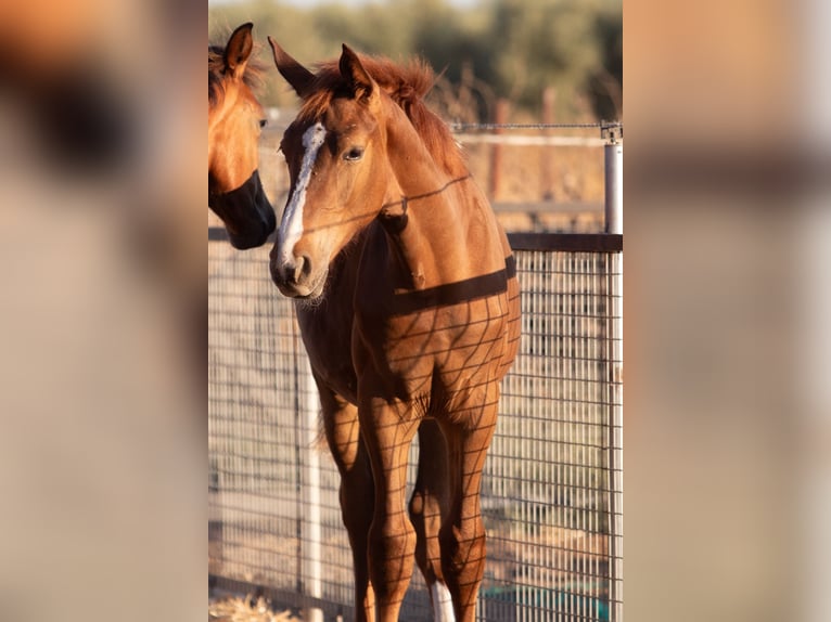 Spanish Sporthorse Gelding Foal (01/2025) in Bencarron (Utrera)