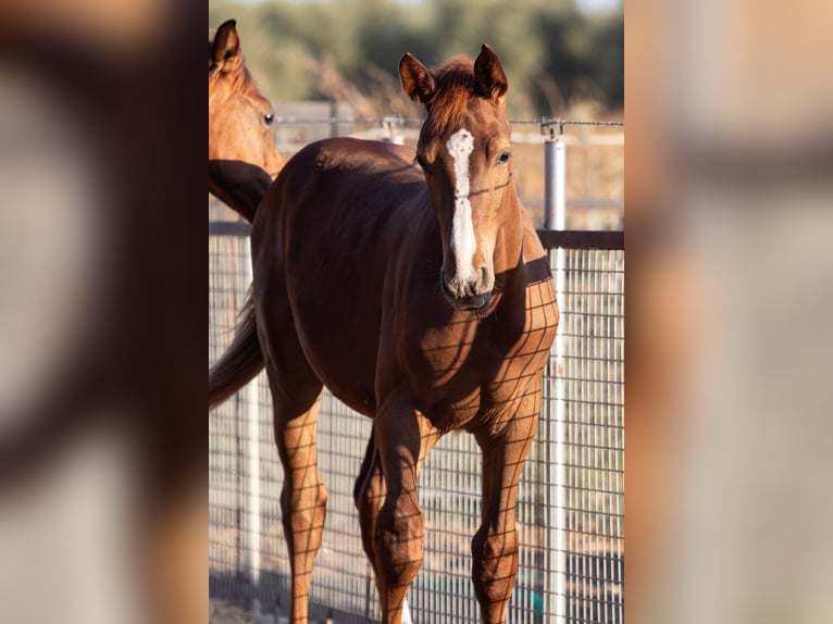 Spanish Sporthorse Gelding Foal (01/2025) in Bencarron (Utrera)