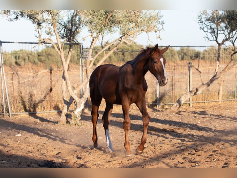 Spanish Sporthorse Gelding Foal (01/2025) in Bencarron (Utrera)
