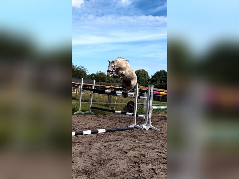 Spanish Sporthorse Mare 10 years 14,2 hh Cremello in B&#xF6;sel