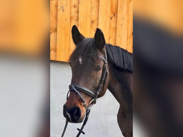 Spanish Sporthorse Mare 10 years 15.2 hh Brown in Igersheim