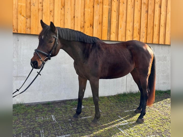 Spanish Sporthorse Mare 10 years 15.2 hh Brown in Igersheim