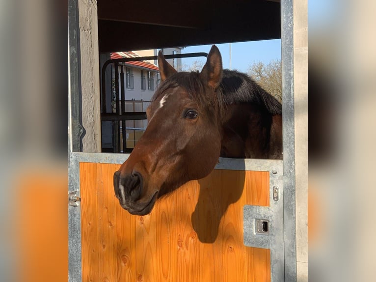Spanish Sporthorse Mare 10 years 15.2 hh Brown in Igersheim