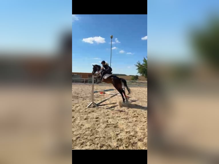 Spanish Sporthorse Mare 10 years 15.3 hh Brown in Igersheim