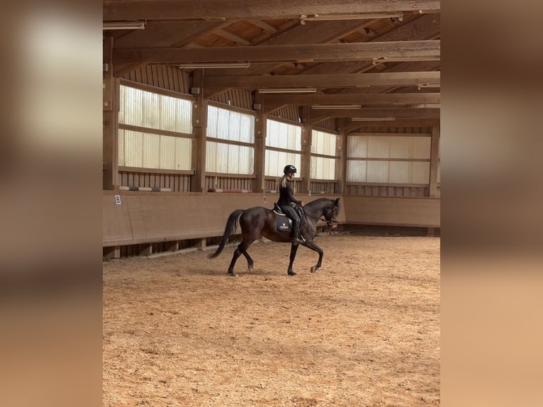 Spanish Sporthorse Mare 10 years 15.3 hh Brown in Igersheim