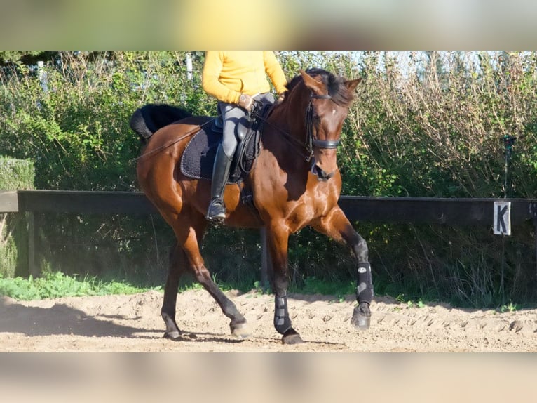 Spanish Sporthorse Mare 10 years 16,2 hh Bay in NAVAS DEL MADRONO