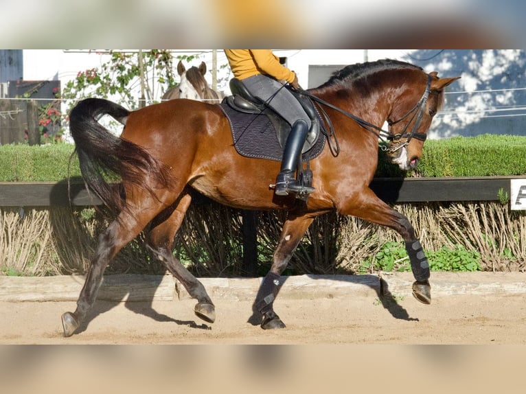 Spanish Sporthorse Mare 10 years 16,2 hh Bay in NAVAS DEL MADRONO