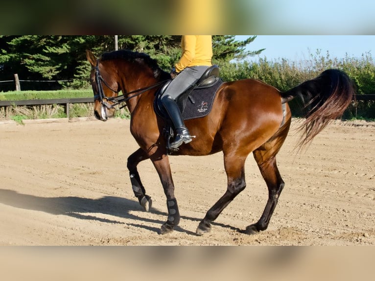 Spanish Sporthorse Mare 10 years 16,2 hh Bay in NAVAS DEL MADRONO