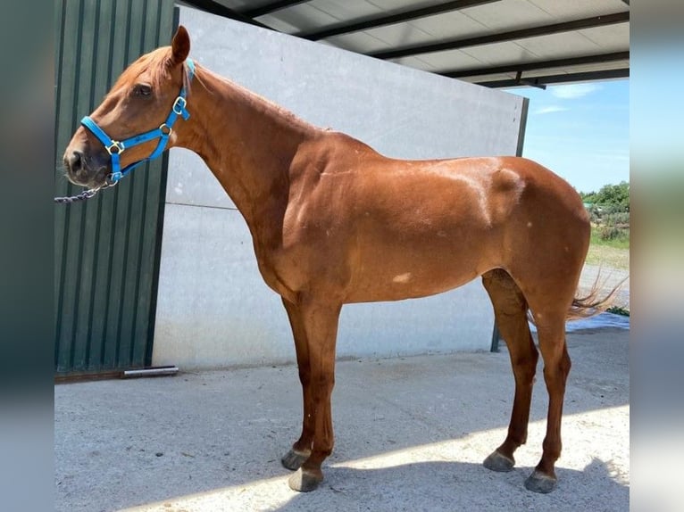 Spanish Sporthorse Mix Mare 10 years 16 hh Chestnut in Madrid