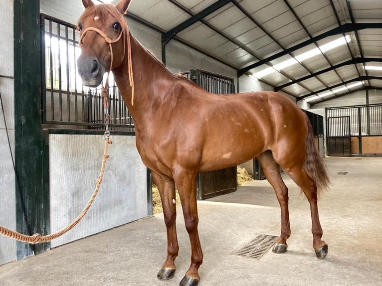 Spanish Sporthorse Mix Mare 10 years 16 hh Chestnut in Madrid