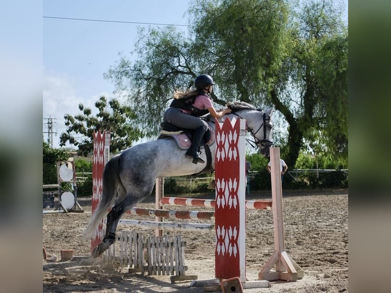 Spanish Sporthorse Mix Mare 11 years 14,3 hh Grey in Vanacloig