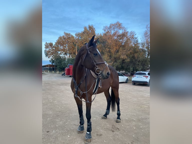 Spanish Sporthorse Mare 11 years 16.2 hh Brown in Barrio Alto