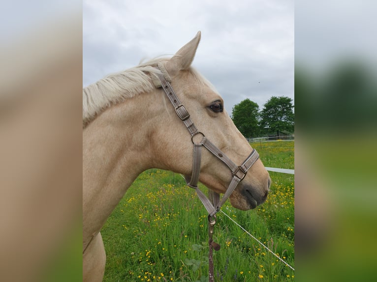 Spanish Sporthorse Mare 11 years 16 hh Palomino in Emmendingen