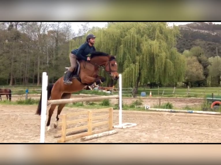 Spanish Sporthorse Mare 11 years 16,1 hh Brown-Light in Carucedo