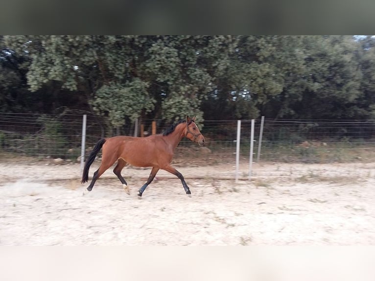 Spanish Sporthorse Mare 11 years 16,1 hh Brown-Light in Carucedo