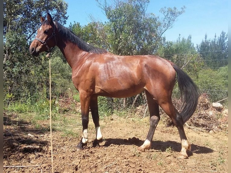 Spanish Sporthorse Mare 11 years 16,1 hh Brown-Light in Carucedo
