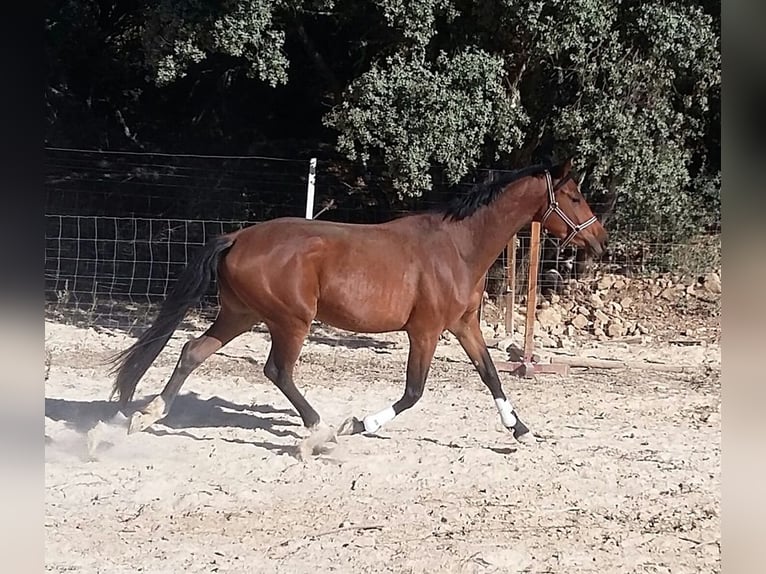 Spanish Sporthorse Mare 11 years 16,1 hh Brown-Light in Carucedo