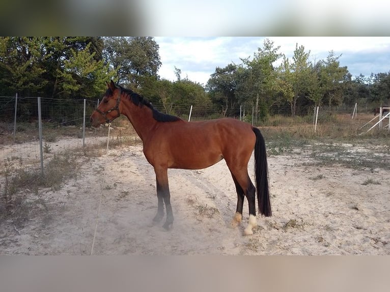 Spanish Sporthorse Mare 11 years 16,1 hh Brown-Light in Carucedo