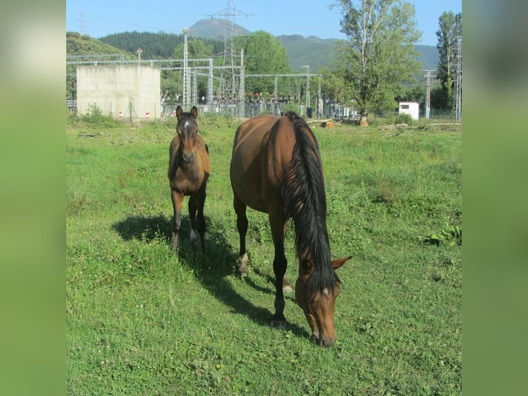 Spanish Sporthorse Mare 11 years 16,1 hh Brown-Light in Carucedo