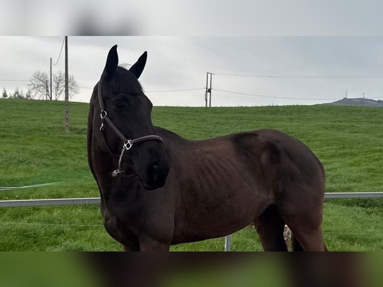 Spanish Sporthorse Mare 11 years 16,1 hh  in Santander