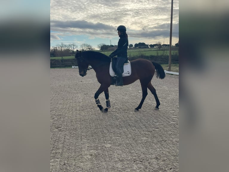 Spanish Sporthorse Mare 12 years 15,3 hh Bay-Dark in GIRONA