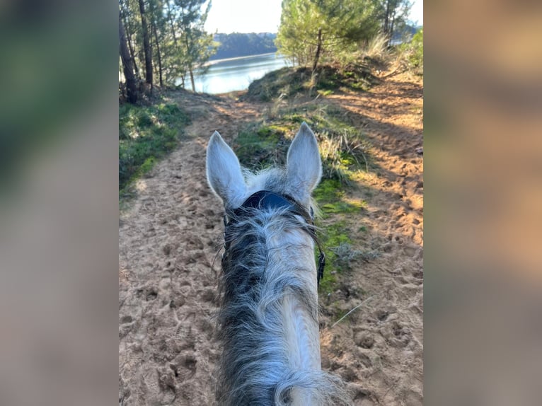 Spanish Sporthorse Mare 12 years 15,3 hh Grey in Santa cruz de bezana