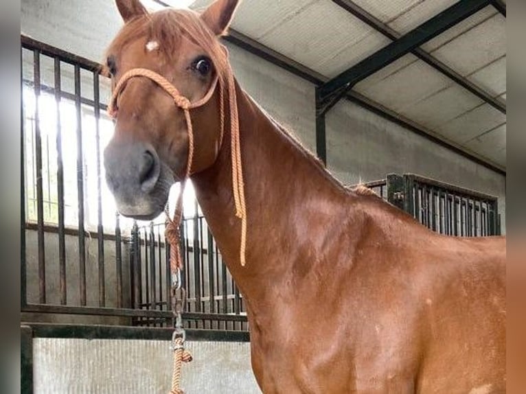 Spanish Sporthorse Mix Mare 12 years 16 hh Chestnut in Madrid