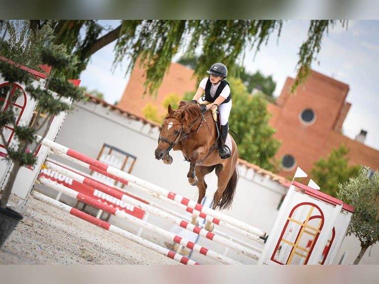 Spanish Sporthorse Mare 12 years 16 hh Chestnut-Red in El Bojal