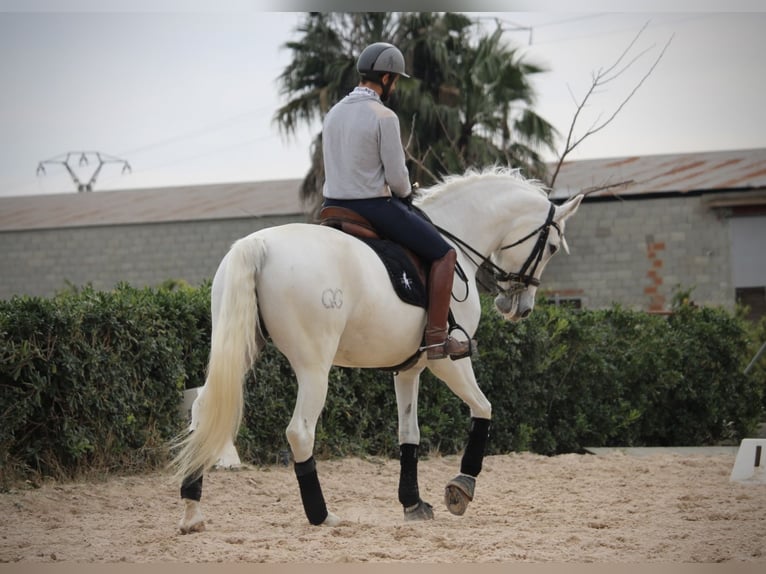 Spanish Sporthorse Mare 12 years 16 hh Grey in Valencia