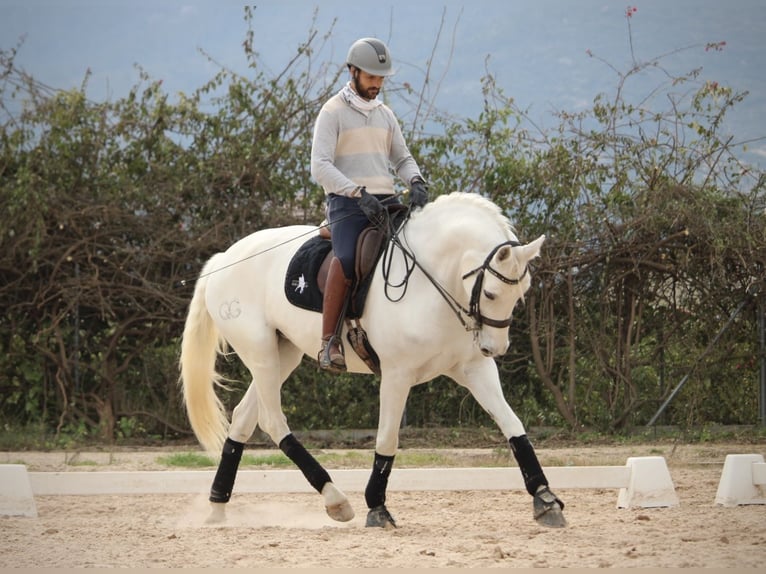 Spanish Sporthorse Mare 12 years 16 hh Grey in Valencia